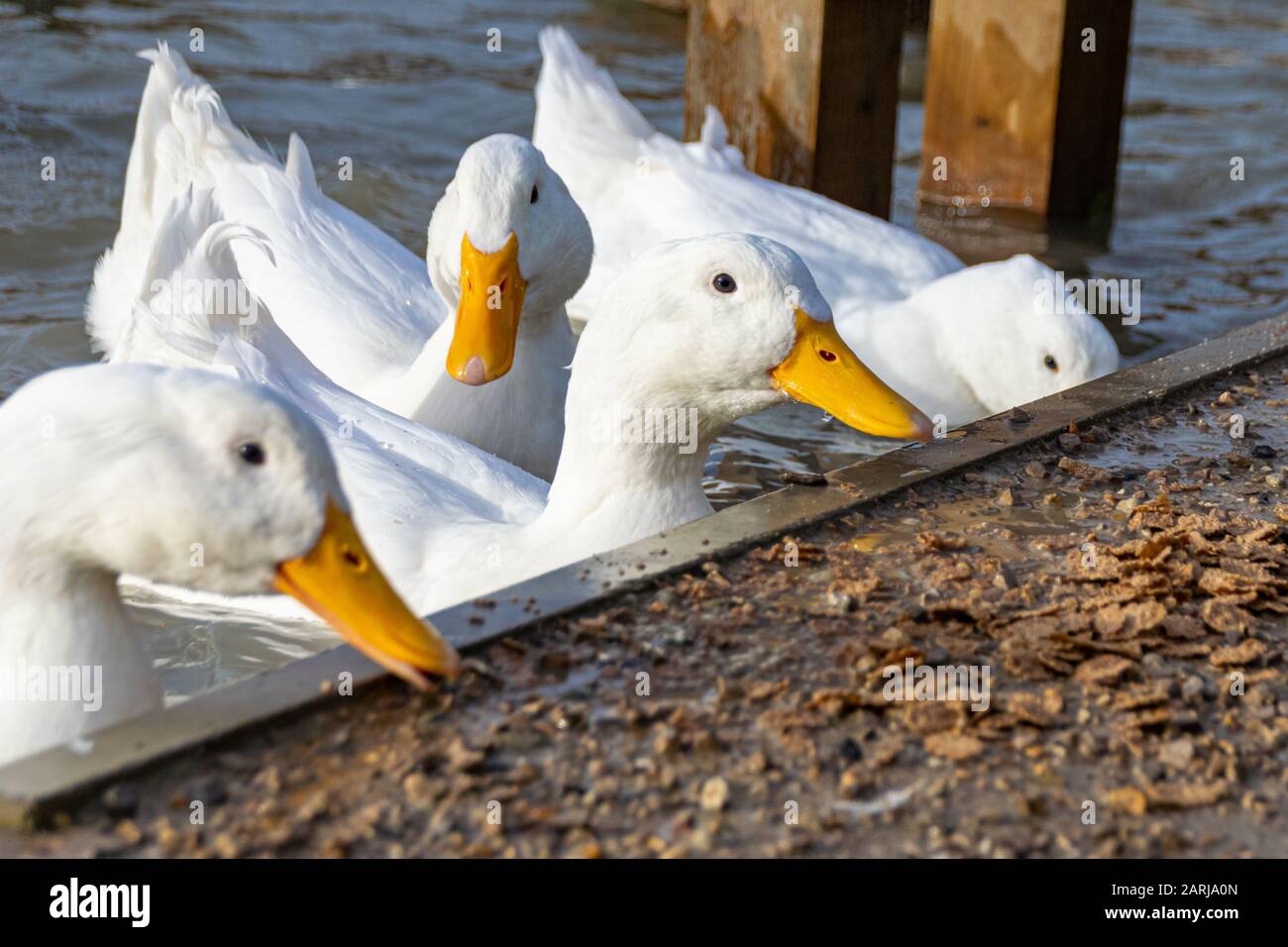 White pekin ducks investigating and eating cereal food Stock Photo