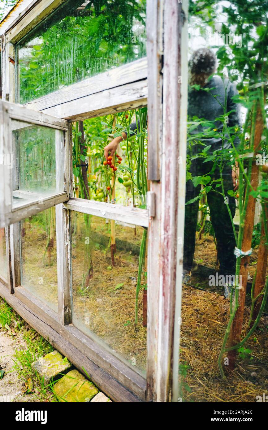 Woman caring for growing tomato fruits in a greenhouse Stock Photo - Alamy