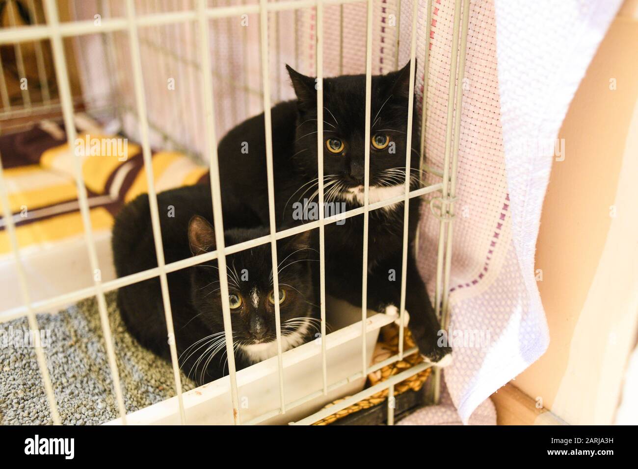 Cats in a cage hires stock photography and images Alamy