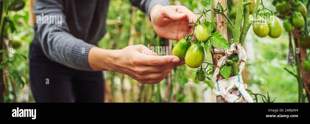 Woman caring for growing tomato fruits in a greenhouse Stock Photo - Alamy