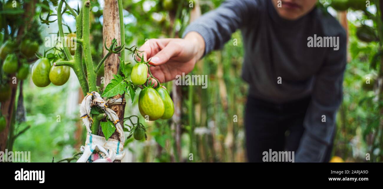 Woman caring for growing tomato fruits in a greenhouse Stock Photo - Alamy
