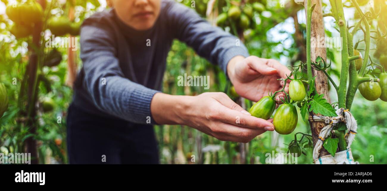 Woman caring for growing tomato fruits in a greenhouse Stock Photo - Alamy