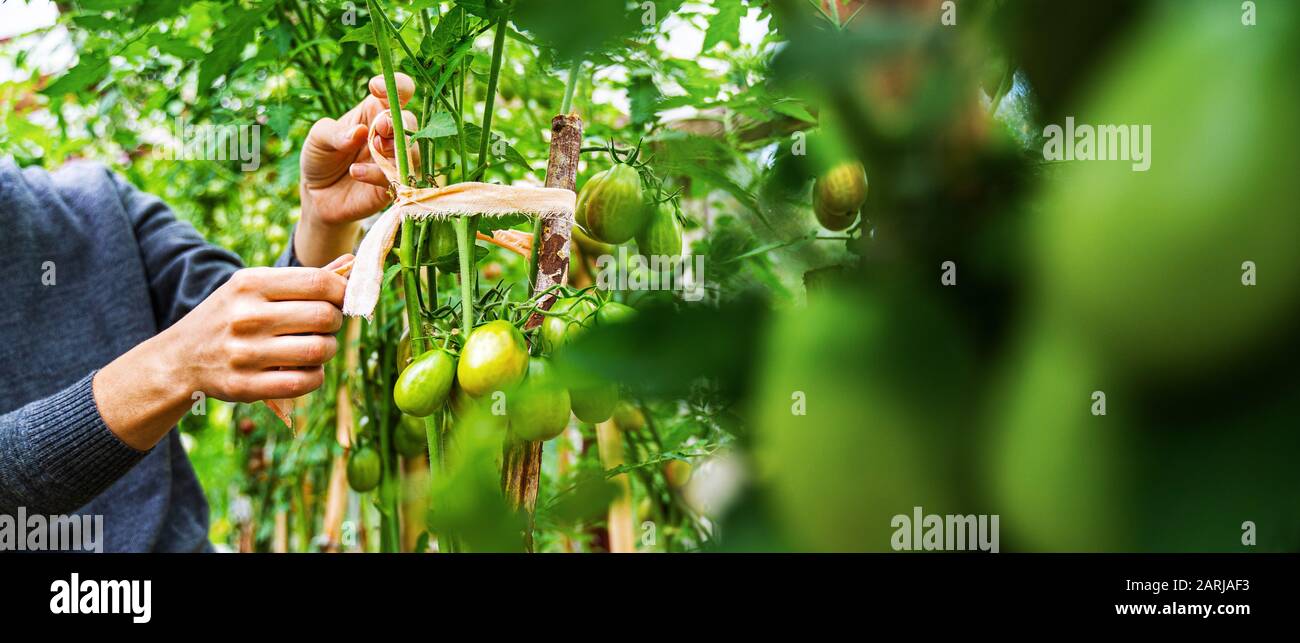 Woman caring for growing tomato fruits in a greenhouse Stock Photo - Alamy