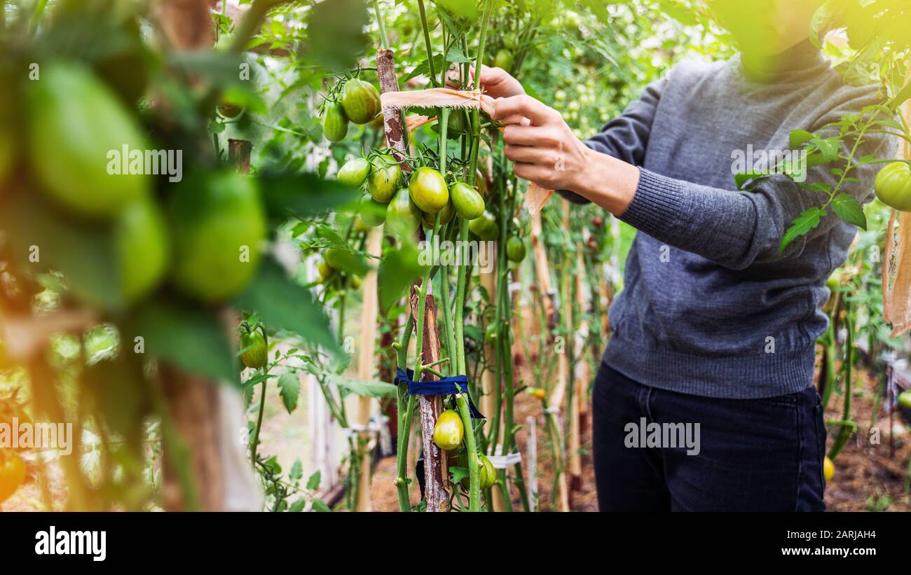 Woman caring for growing tomato fruits in a greenhouse Stock Photo - Alamy