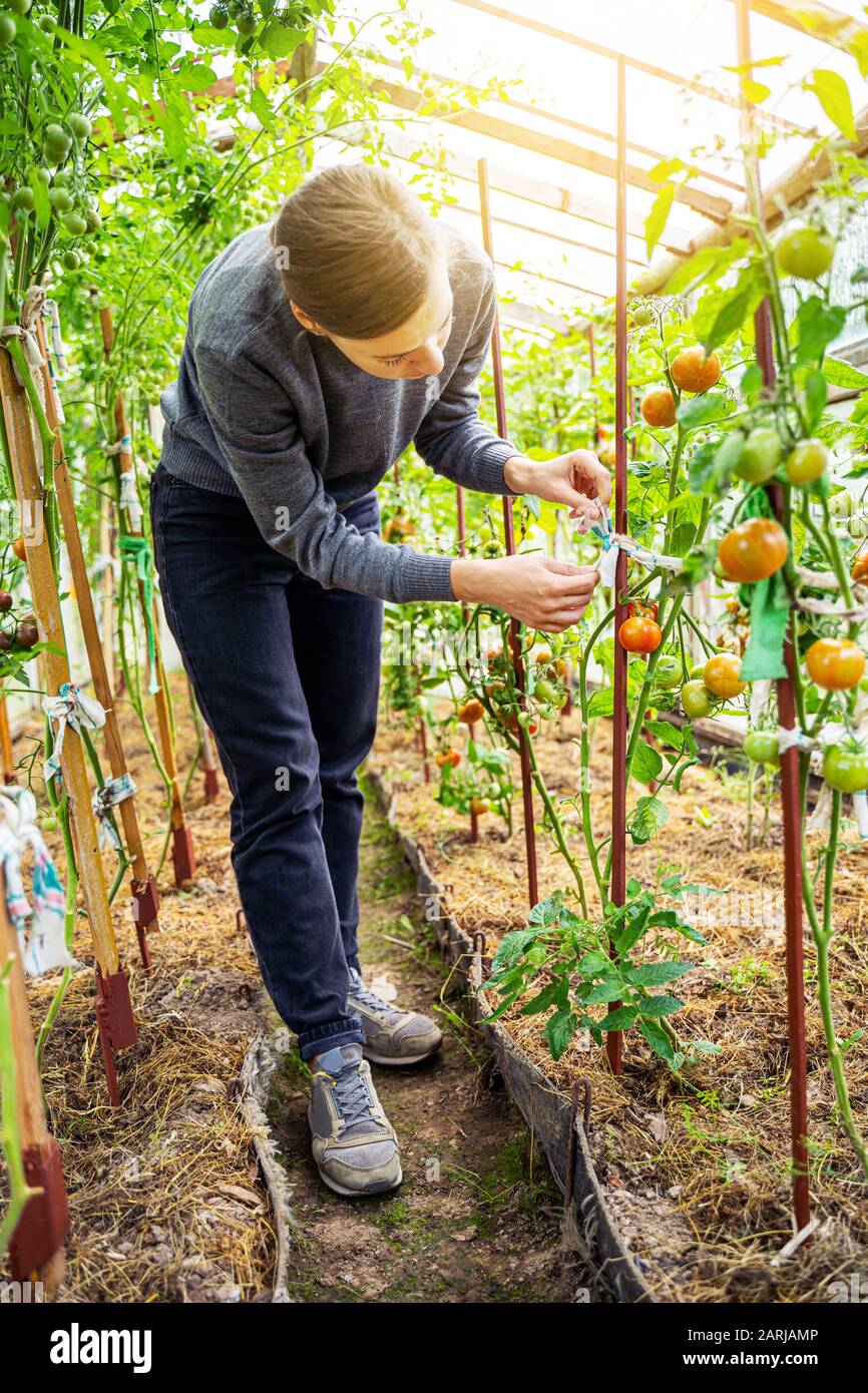 Woman caring for growing tomato fruits in a greenhouse Stock Photo - Alamy