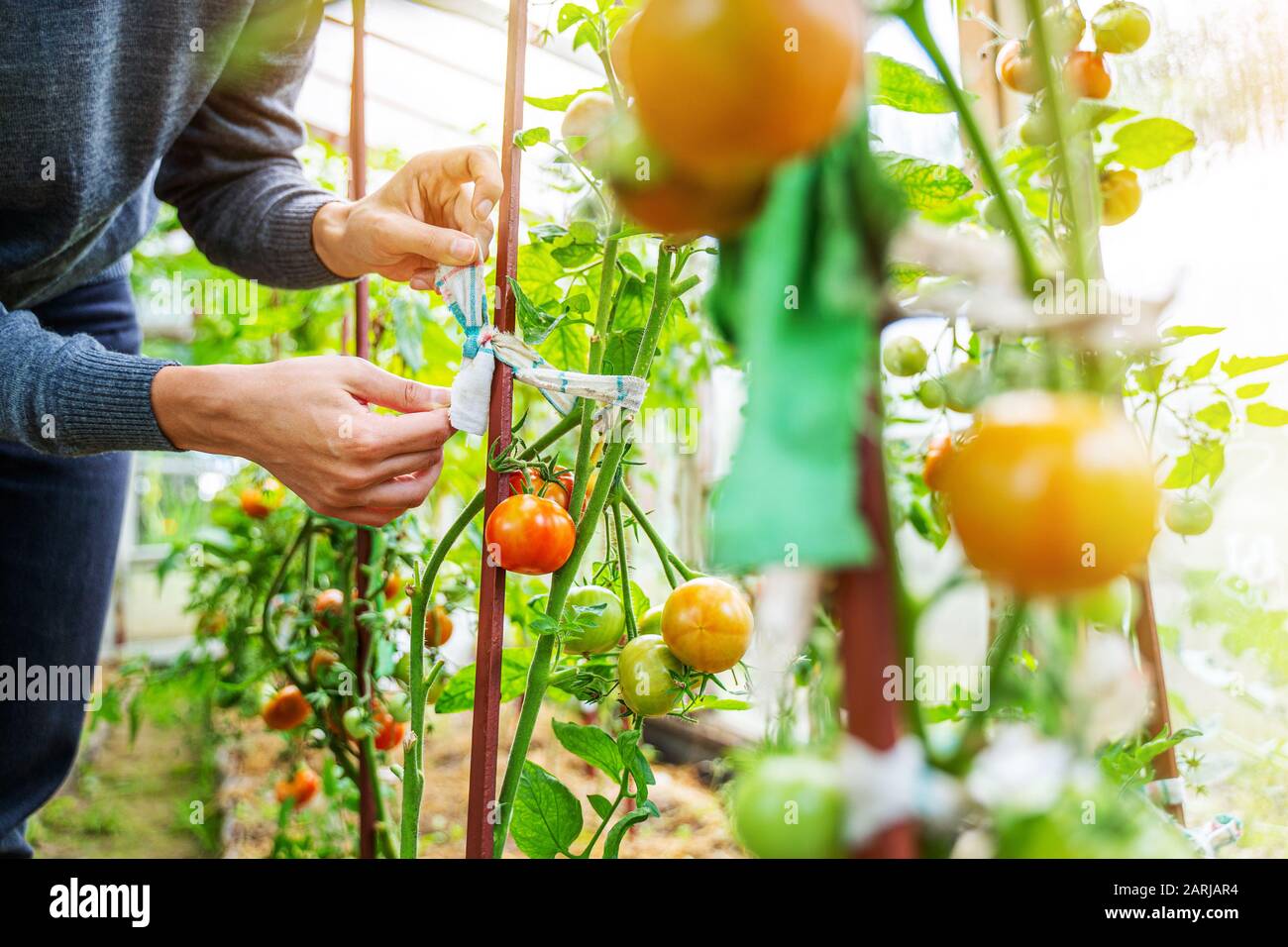 Woman caring for growing tomato fruits in a greenhouse Stock Photo - Alamy