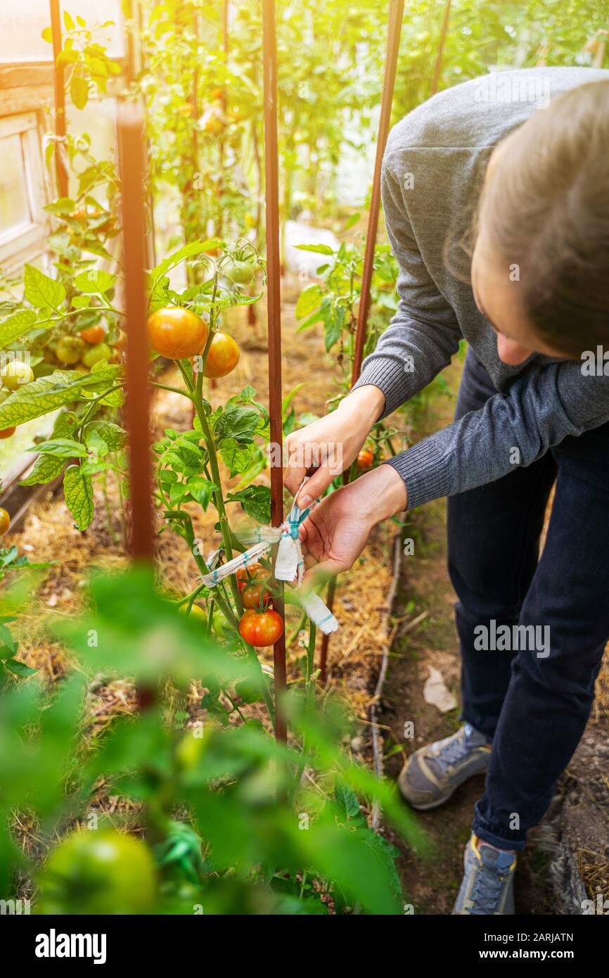 Woman caring for growing tomato fruits in a greenhouse Stock Photo - Alamy