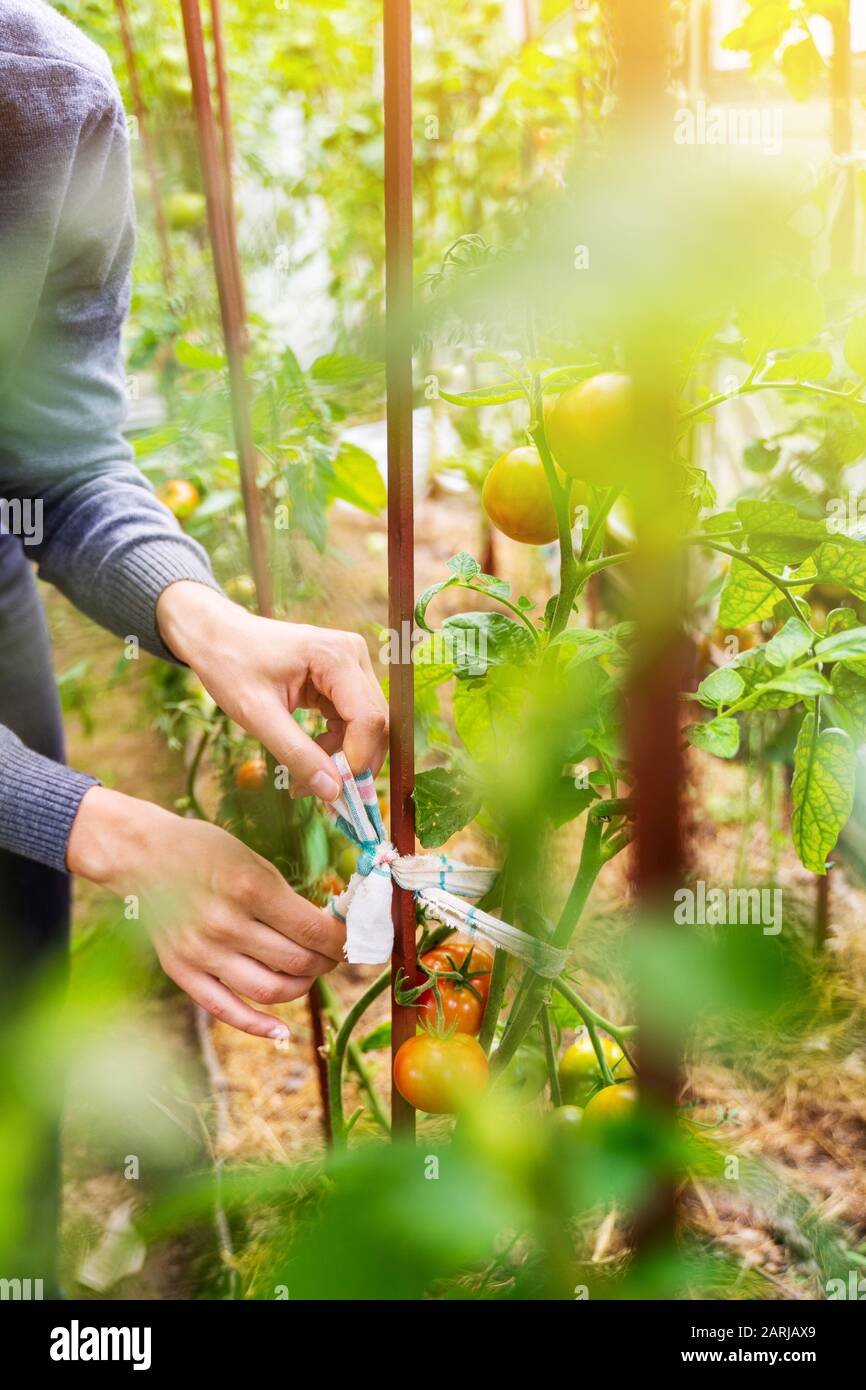 Woman caring for growing tomato fruits in a greenhouse Stock Photo - Alamy