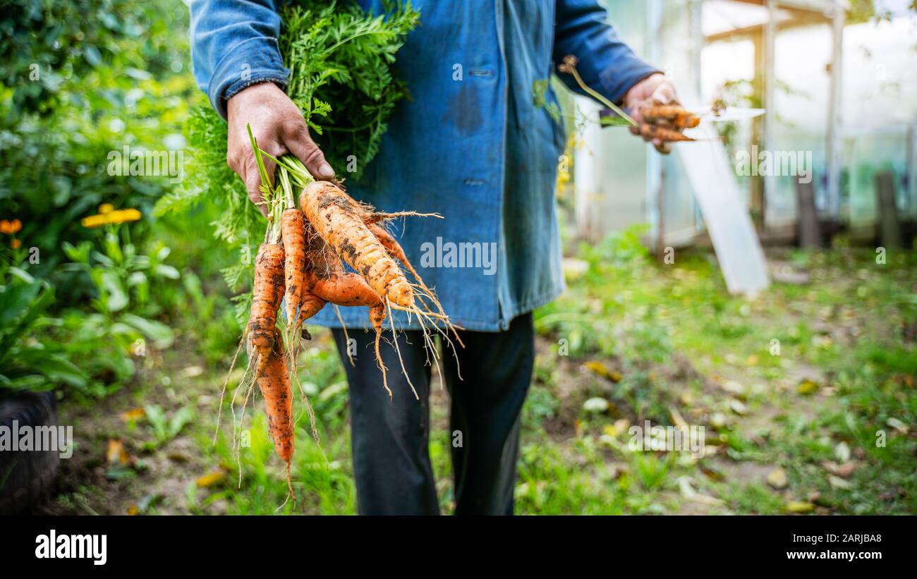 Fresh organic carrots in farmers hands. Harvesting carrots. Healthy food. Stock Photo