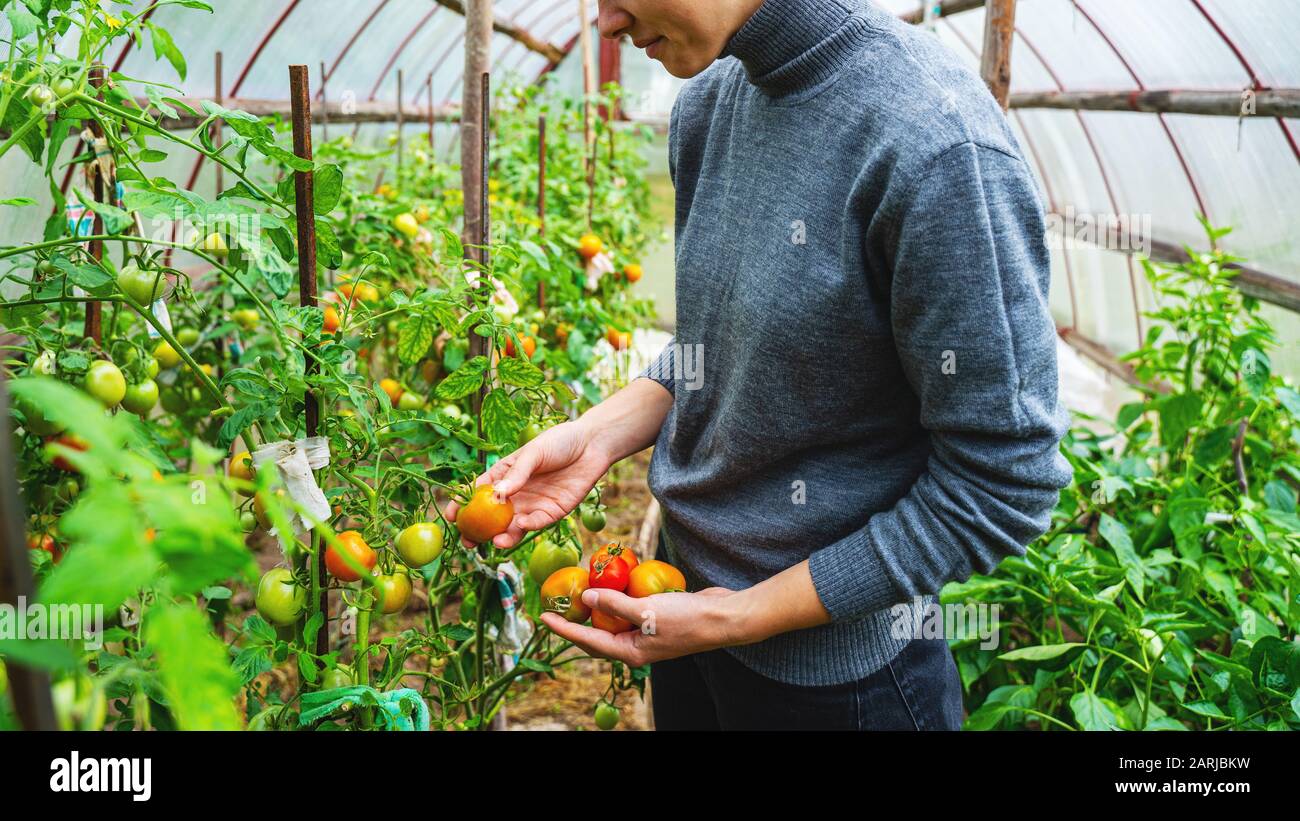 A young woman in a gray sweater collects tomatoes in a greenhouse. Harvesting vegetables concept Stock Photo
