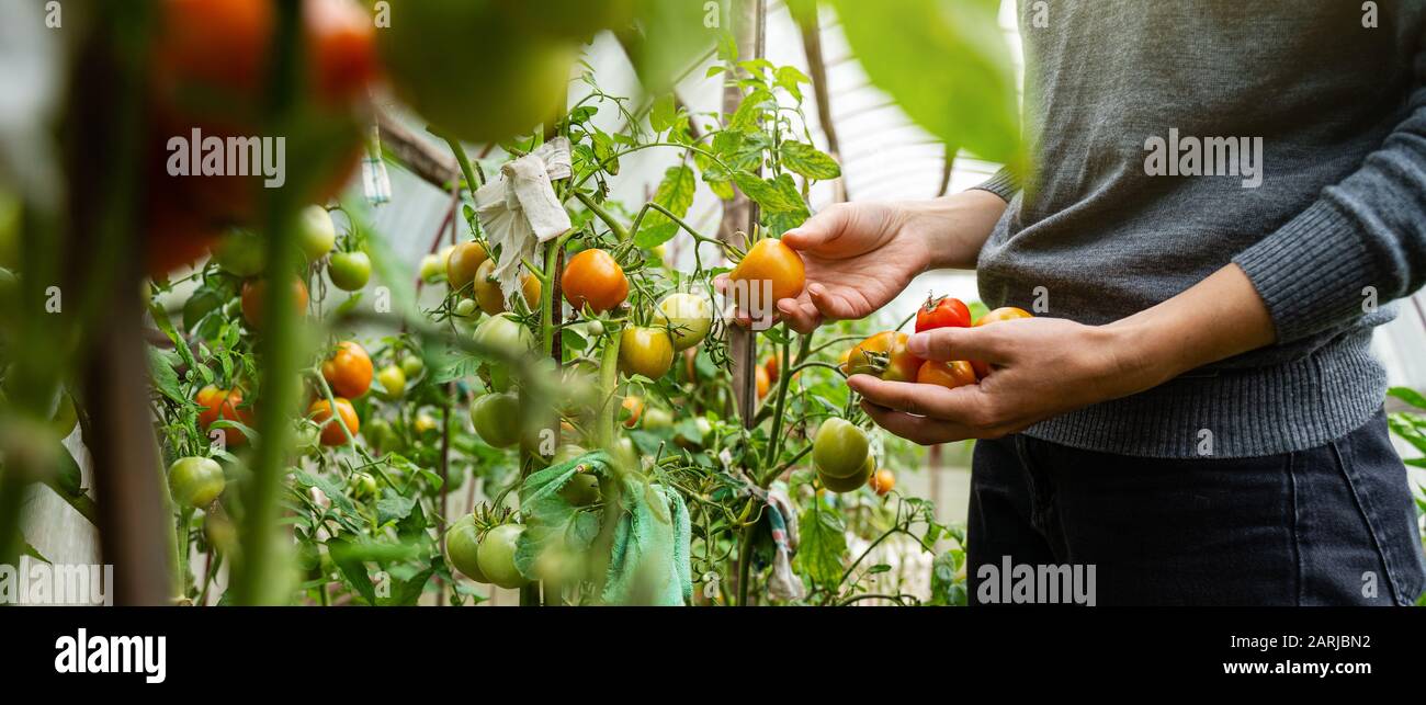 A young woman in a gray sweater collects tomatoes in a greenhouse. Harvesting vegetables concept Stock Photo