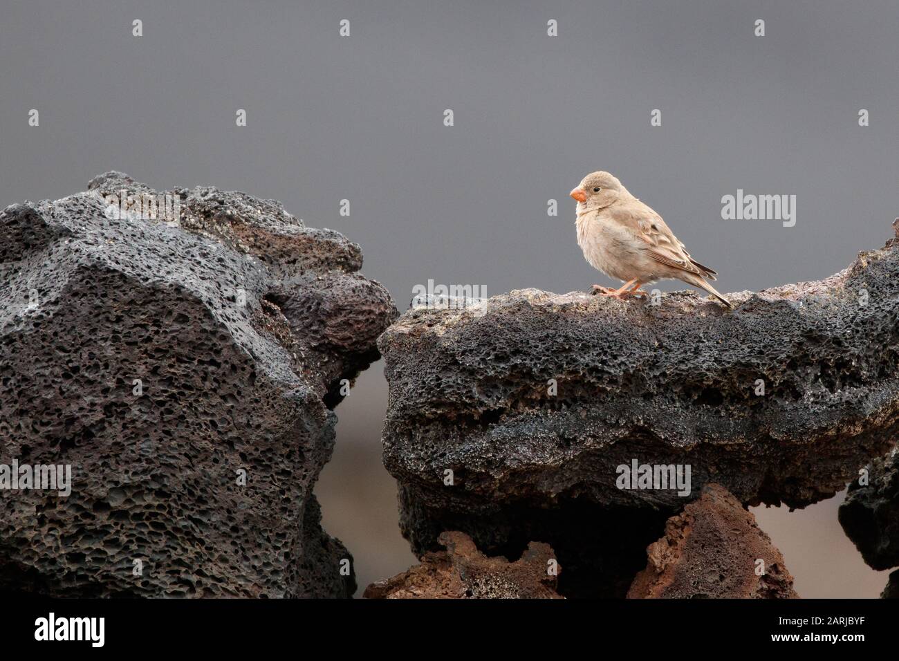 Bucanetes githagineus Trumpeter Finch on Lanzarote Canary Islands Stock Photo