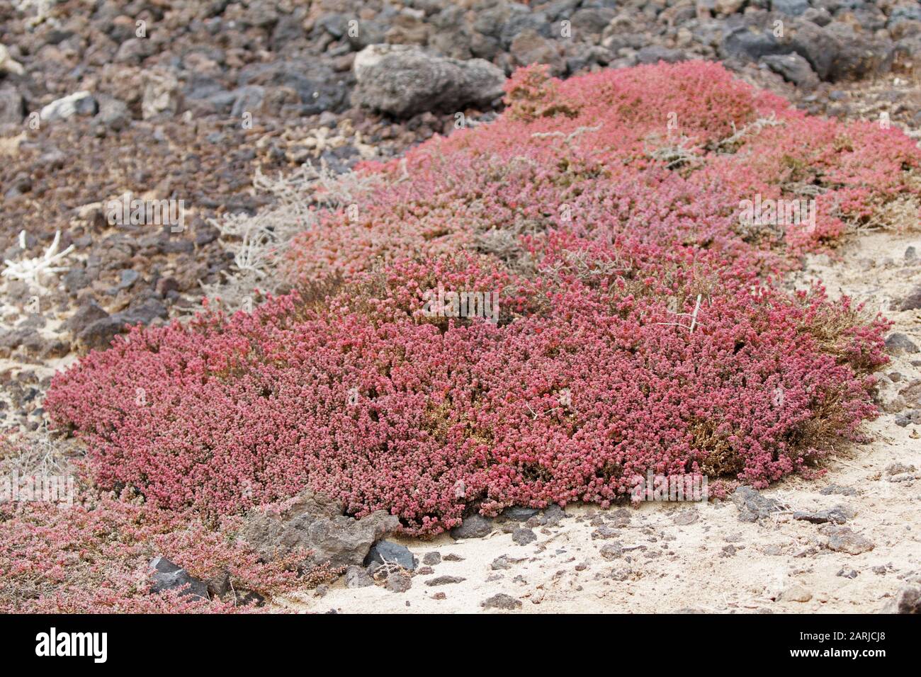 Mesembryanthemum nodiflorum Slender Iceplant on Lanzarote Canary Islands Stock Photo