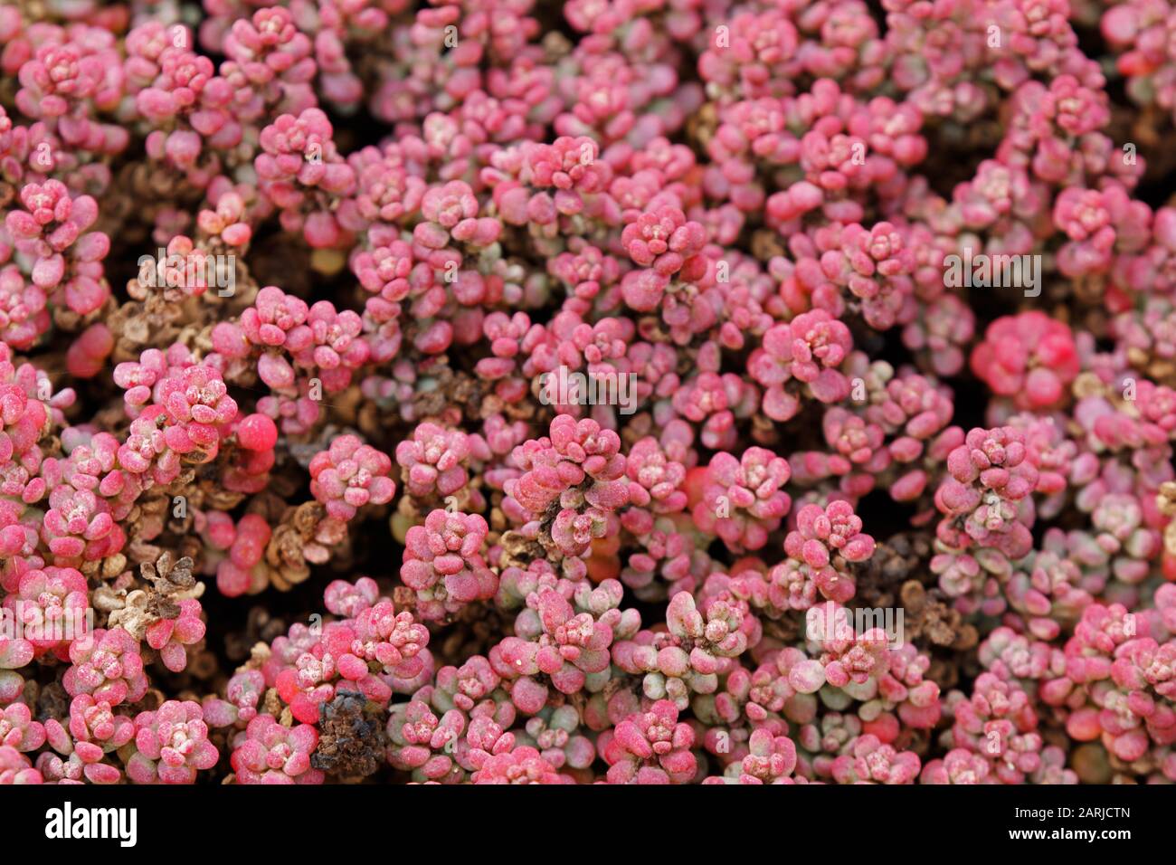 Mesembryanthemum nodiflorum Slender Iceplant on Lanzarote Canary Islands Stock Photo