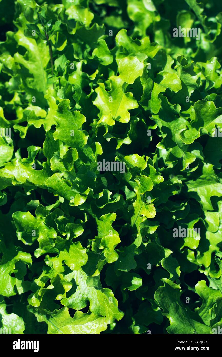 Close up farm fresh hi-res stock photography and images - Alamy