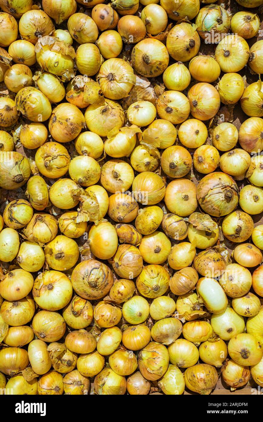 Many ripe onion background hi-res stock photography and images - Alamy