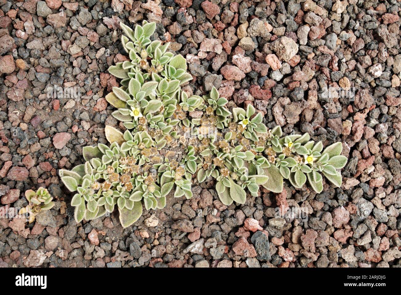 Aizoon canariense African Baconfig on Lanzarote, Canary ISlands Stock Photo