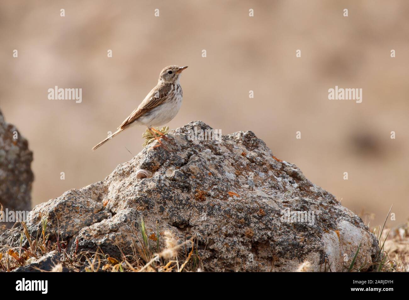 Berthelot's pipit (Anthus berthelotii) is a small passerine bird which breeds in Madeira and the Canary Islands Stock Photo
