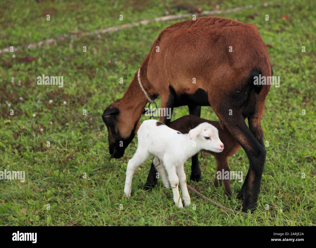 Kids or baby goats goats hires stock photography and images Alamy