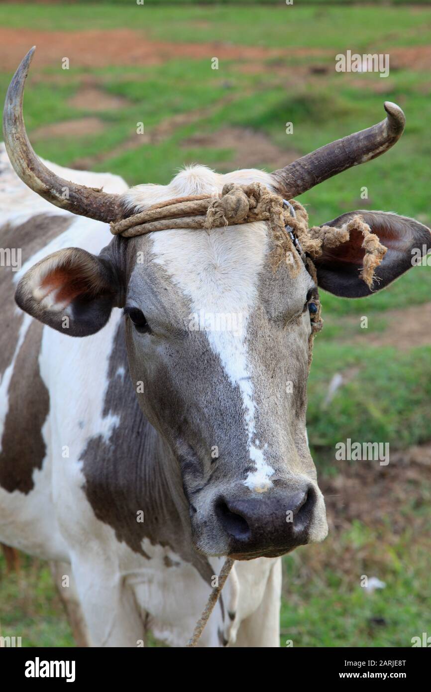 Cuba, Vinales, cow, cattle Stock Photo Alamy