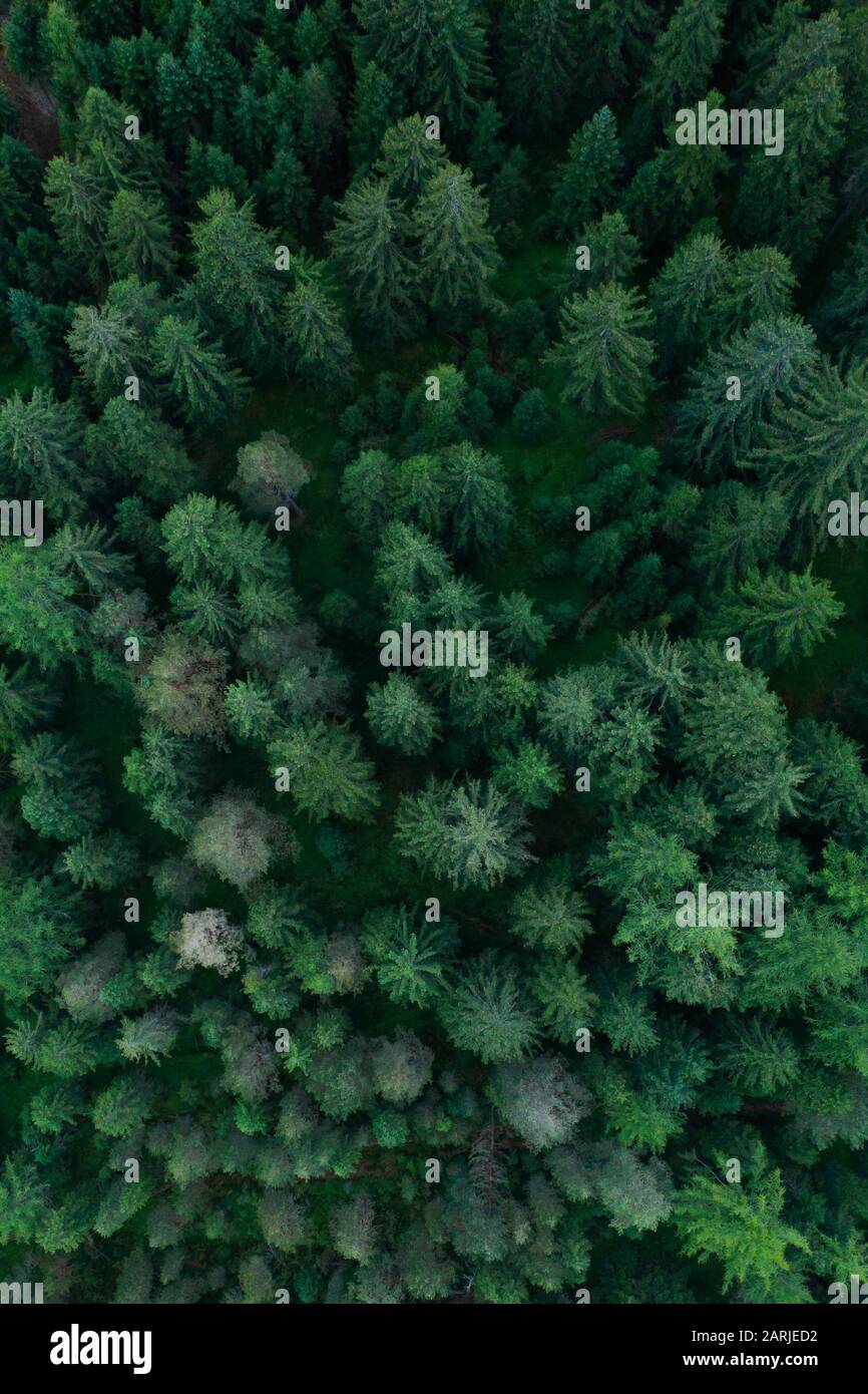 Hen Subsidy future Texture of forest view from above, Aerial top view forest, Panoramic photo  over the tops of pine forest Stock Photo - Alamy