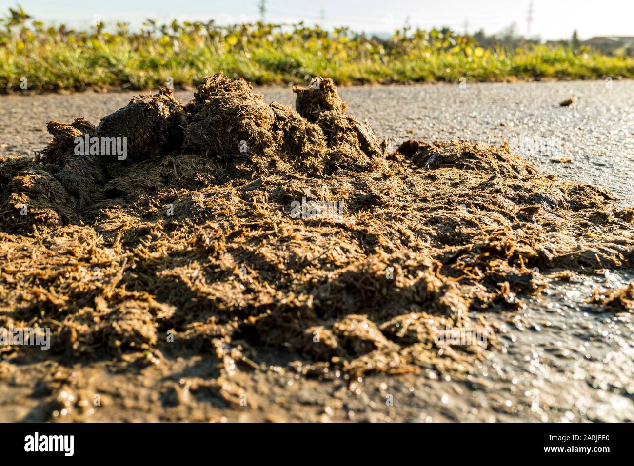 Horse dung flattened on the road Stock Photo Alamy