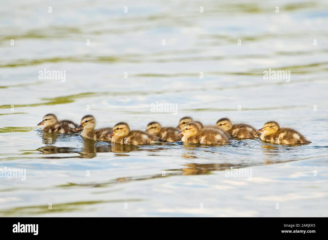 Mallard ducklings swim on pond Stock Photo