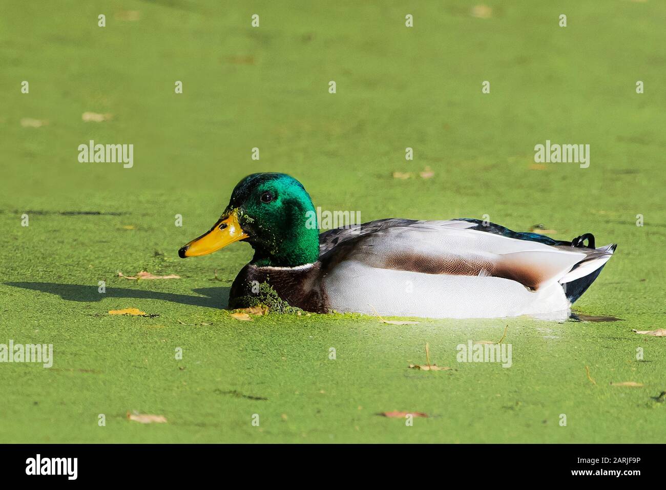 Drake mallard swimming on green pond Stock Photo