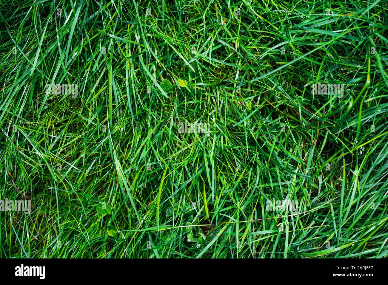 Green grass texture . Nature background Stock Photo