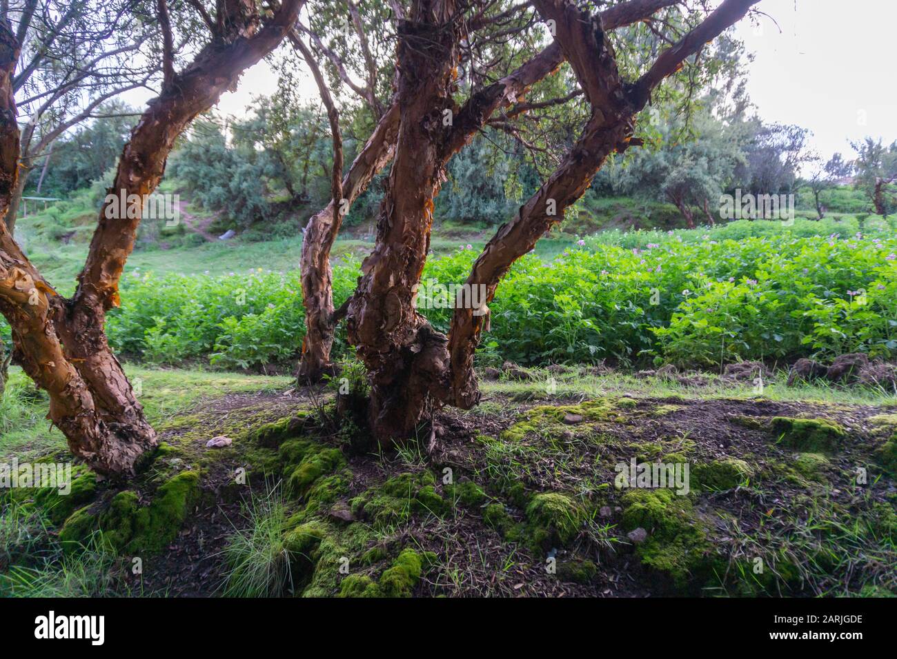 The Inca Empire Stock Photo