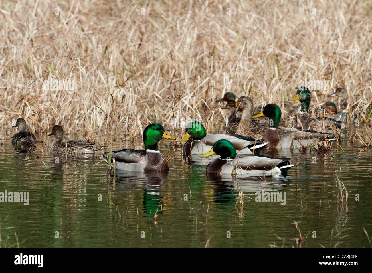 A small flock of drake mallards and mallard hens on pond Stock Photo