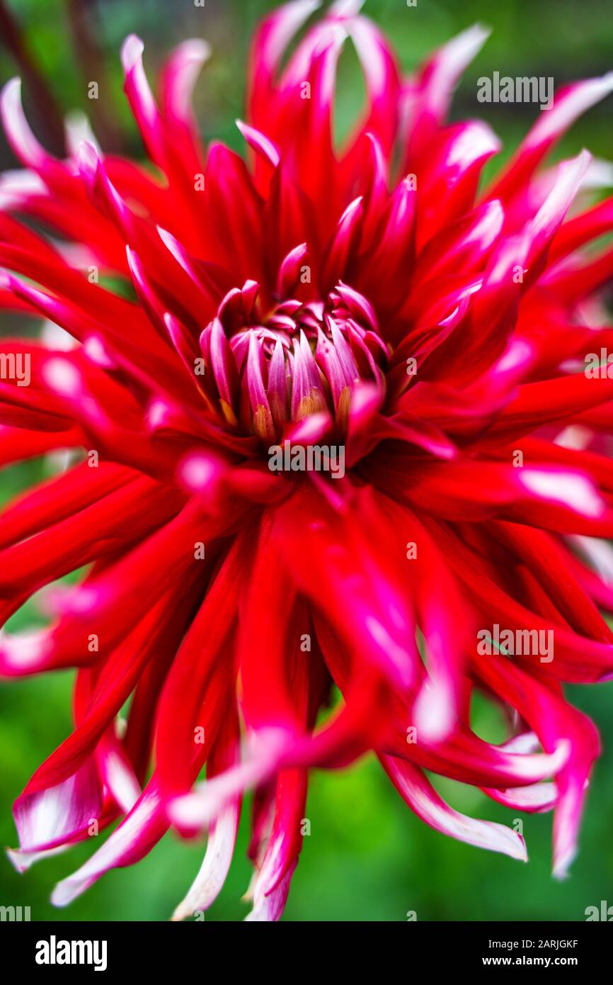 Red white dahlia flower. Nature background Stock Photo - Alamy