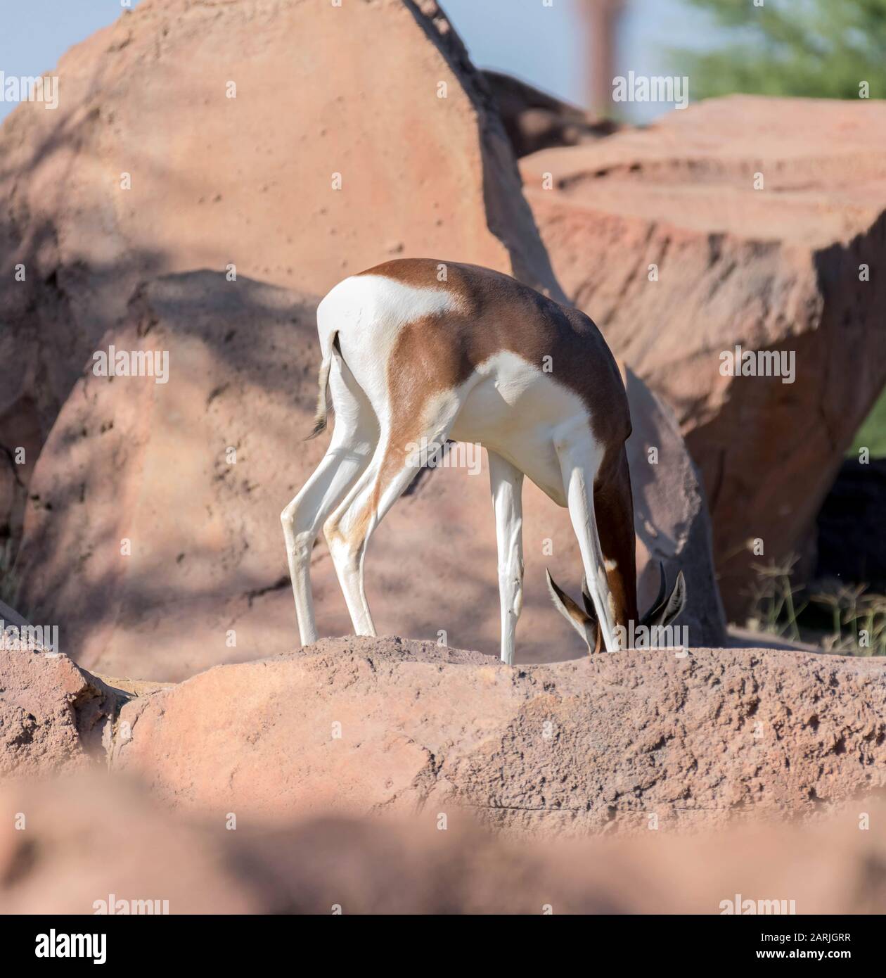Wild Animal Arabian Gazelle in Desert Stock Photo - Alamy