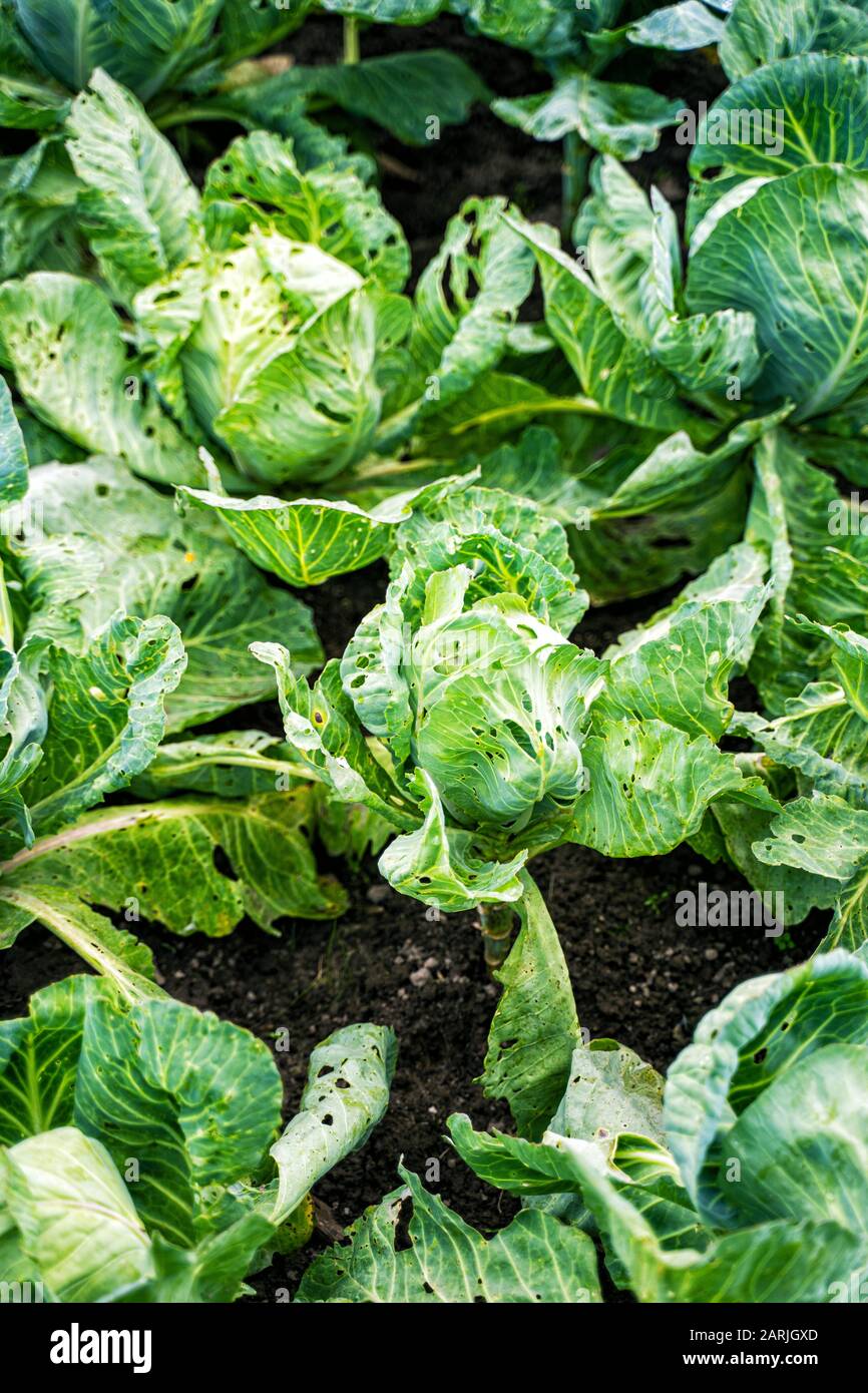 Leaves of cabbage boiled up are damaged by parasites. Harvest