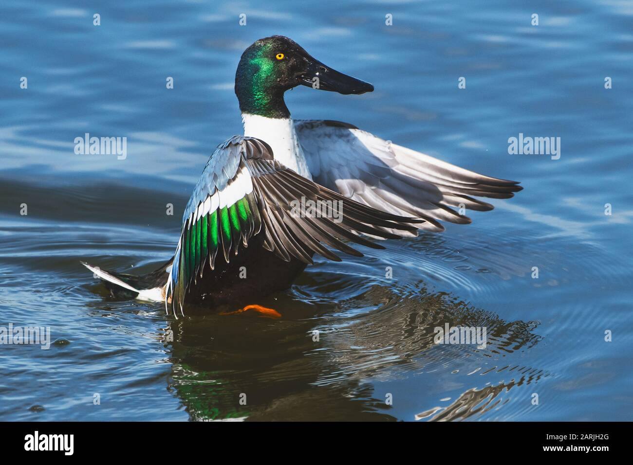 Northern shoveler flapping wings Stock Photo