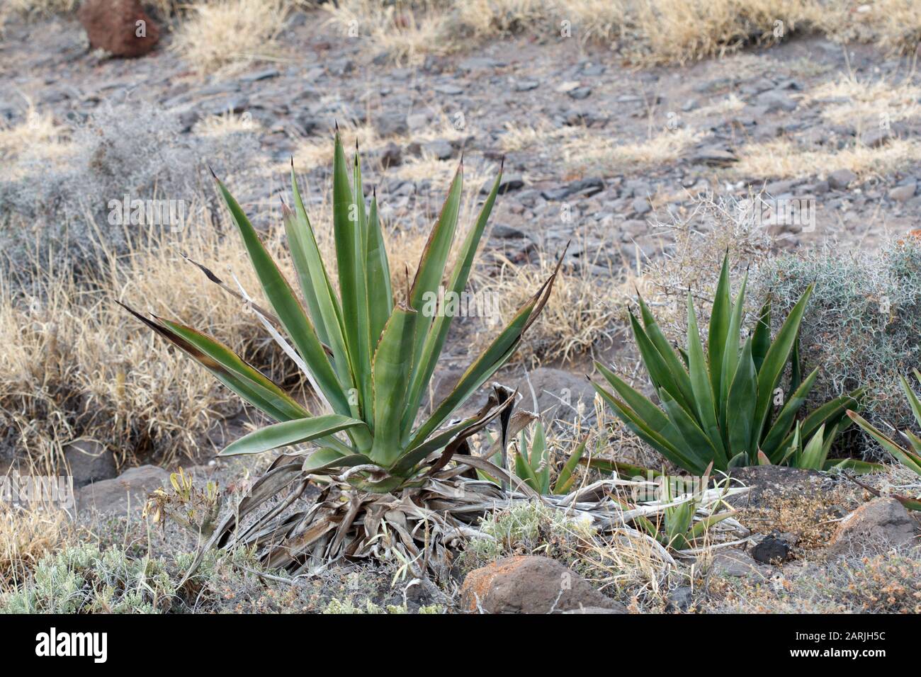 Agave vivipara Century Plant on Lanzarote Canary Islands Stock Photo