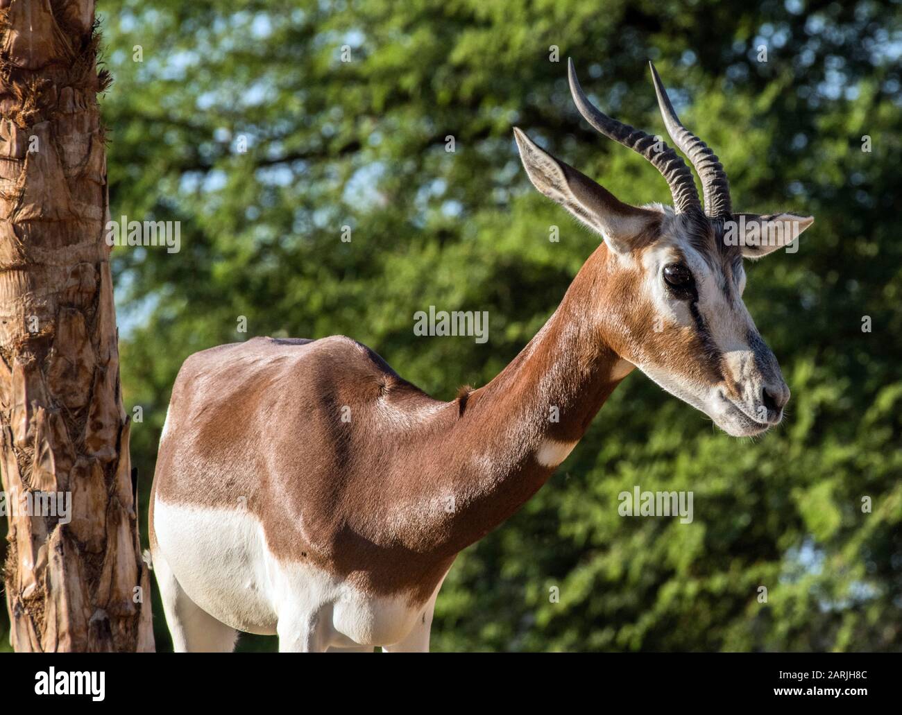 Wild Animal Arabian Gazelle in Desert Stock Photo - Alamy