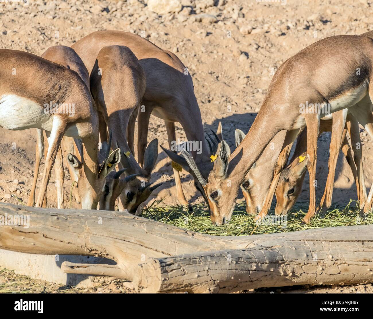 Wild Animal Arabian Gazelle in Desert Stock Photo - Alamy
