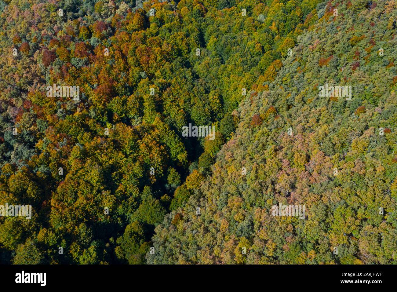 Forest in autumn in the Tobía River Valley,  La Rioja, Spain, Europe Stock Photo