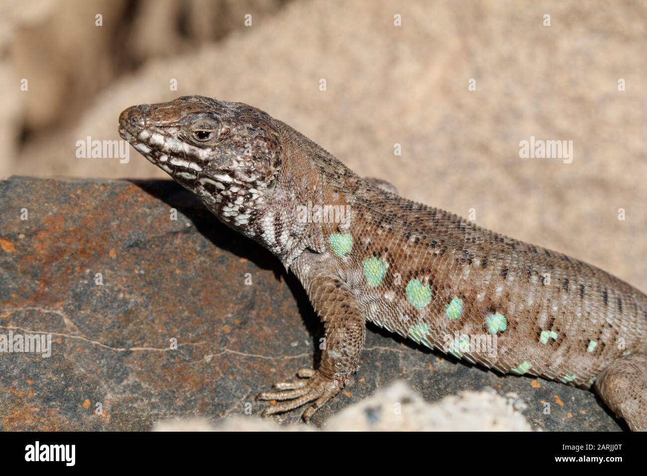 The Atlantic lizard (Gallotia atlantica) is a species of lizards in the Lacertidae family. It is endemic to the eastern Canary Islands Stock Photo