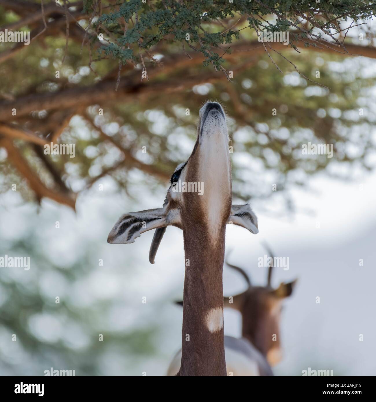 Wild Animal Arabian Gazelle in Desert Stock Photo - Alamy