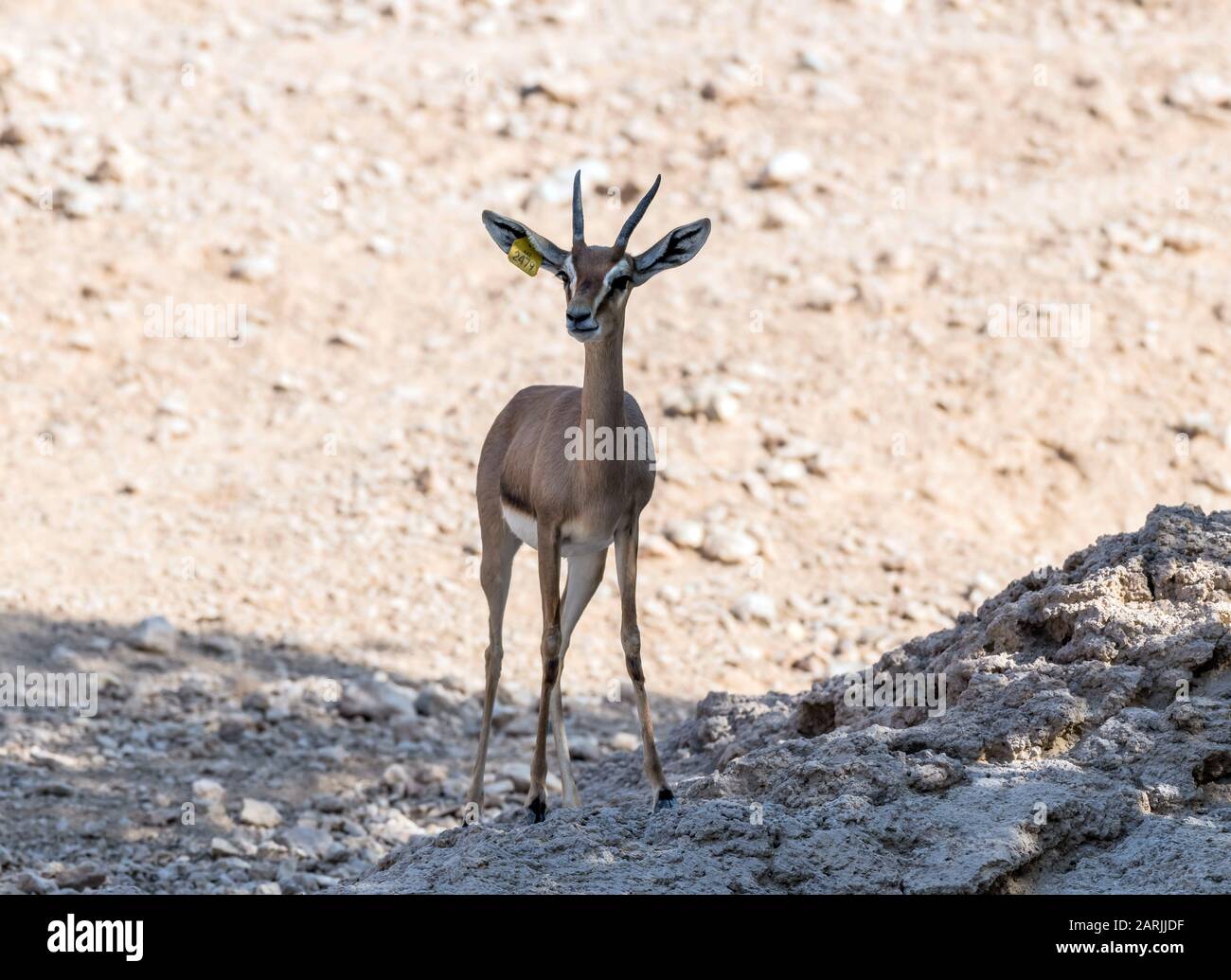 Wild Animal Arabian Gazelle in Desert Stock Photo - Alamy