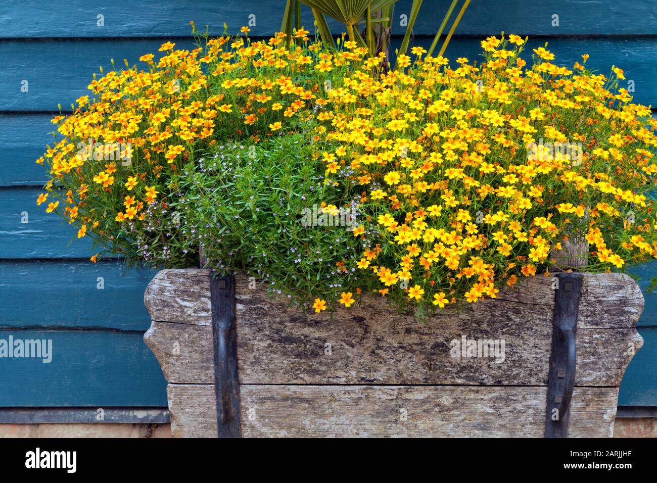 Cascade of orange marigolds in a wooden pot against wall, in an English cottage garden . These flowers are drought resistant . Stock Photo