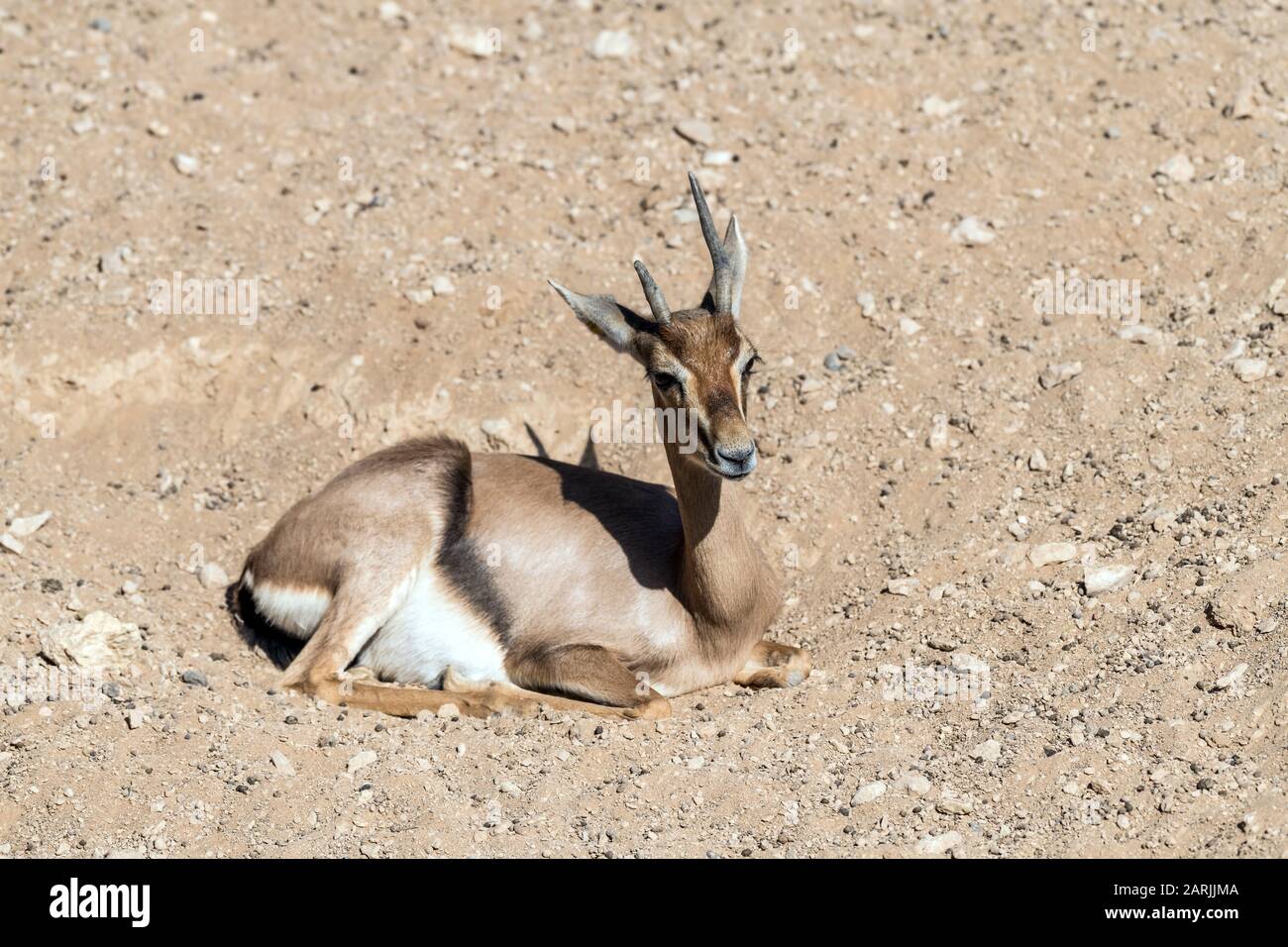 Wild Animal Arabian Gazelle in Desert Stock Photo - Alamy