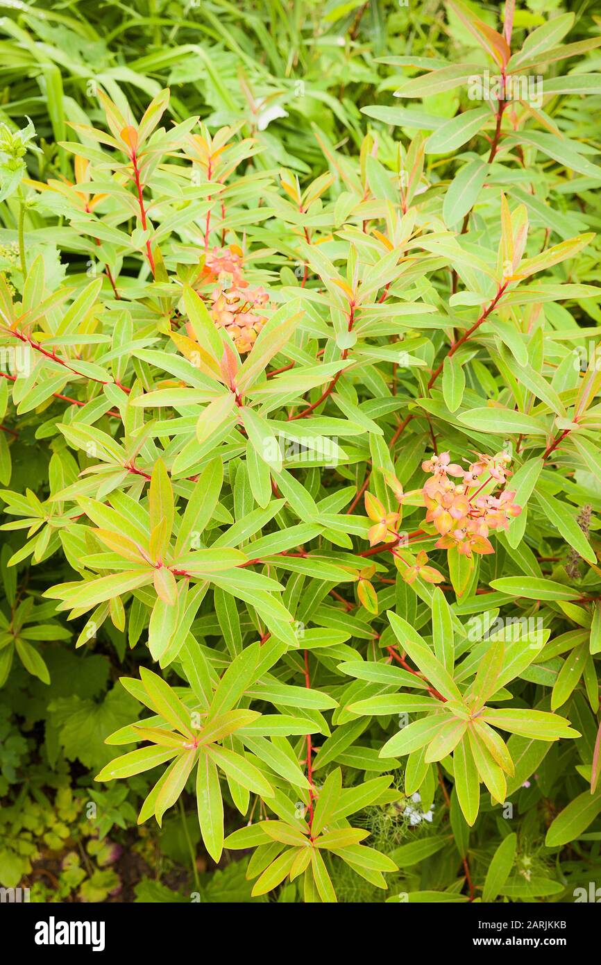 Euphorbia cyparissus bears several names but is a popular spreading perennial plant Stock Photo