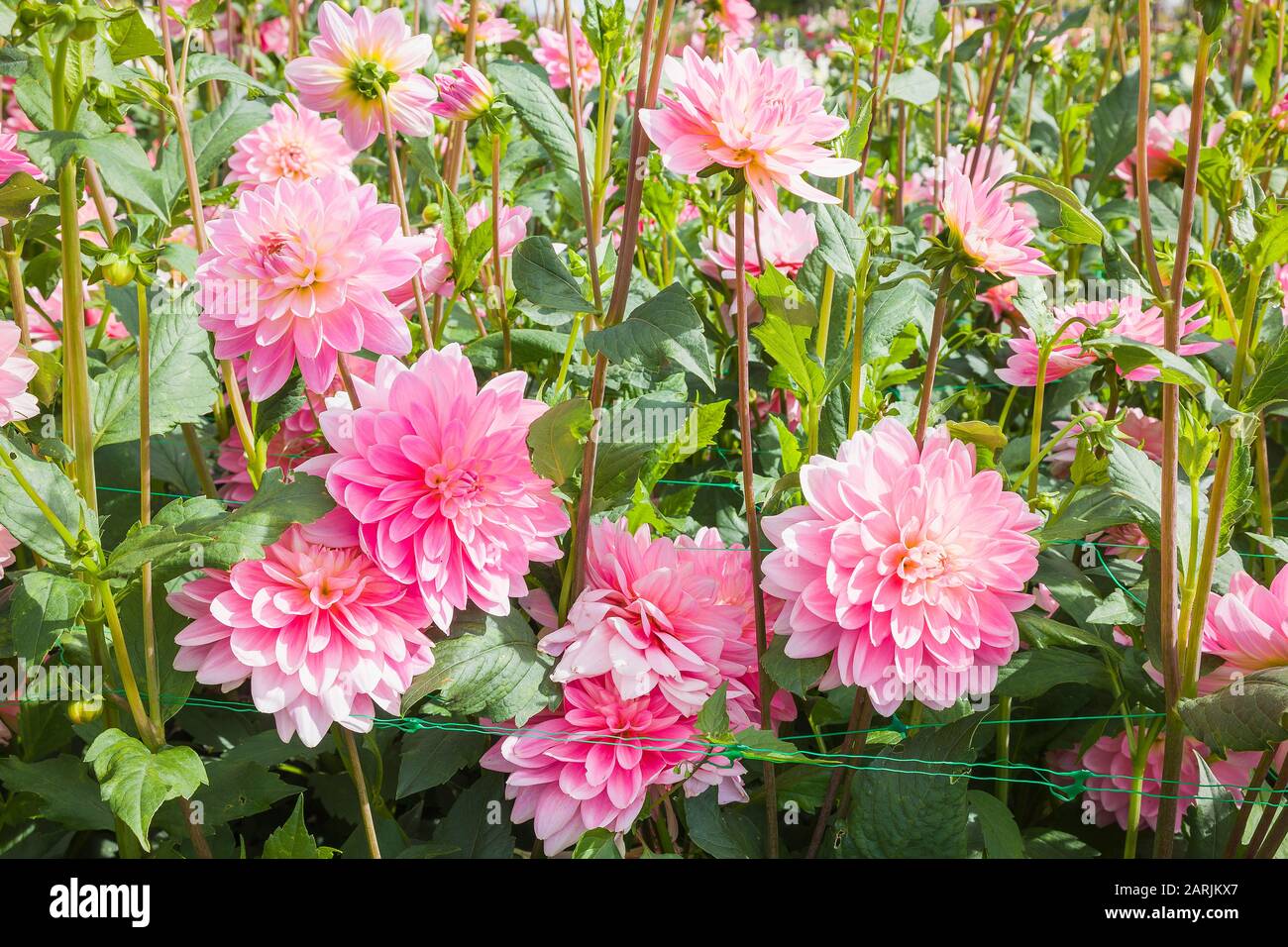 Pale pink dahlia hi-res stock photography and images - Alamy