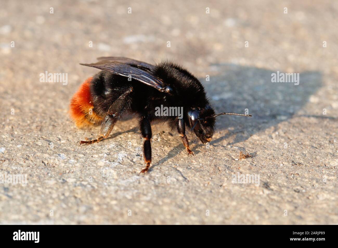 Bombus lapidarius Large Red-tailed Bumble Bee Stock Photo
