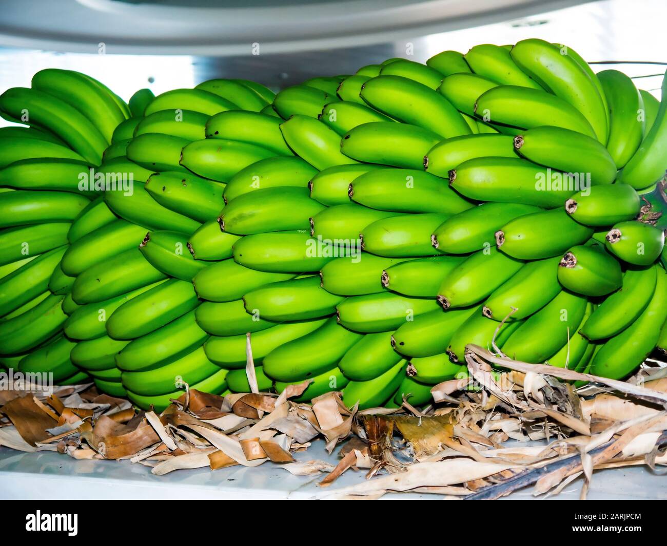 Banana Plantation on the island of Madeira.Each banana tree gives only
