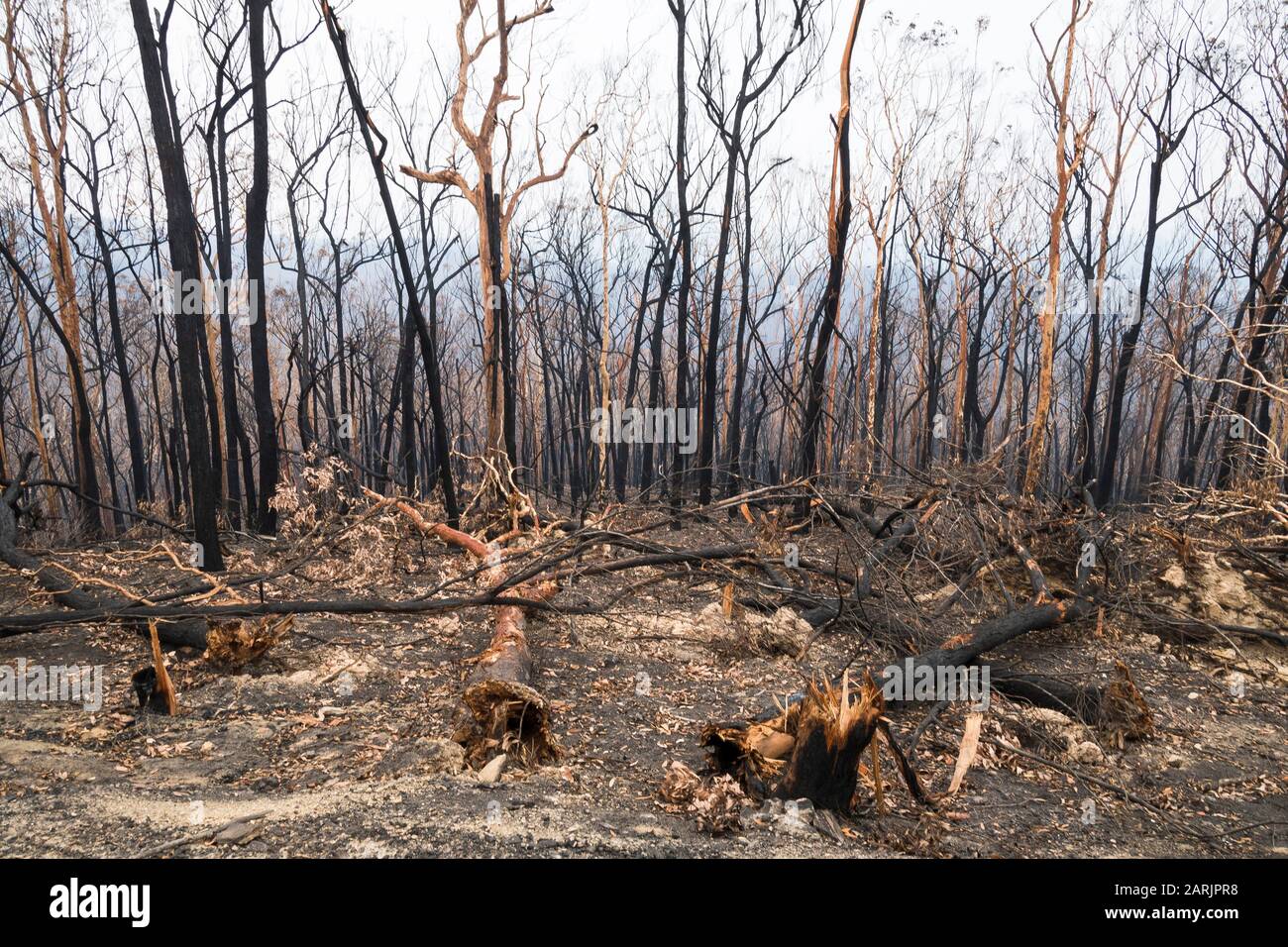 Mogo residents fleed as bushfire rages up the NSW south coast during the Australian Bushfires in 2020, Mogo, New South Wales, Australia © Hugh Peterswald/Alamy Stock Photo