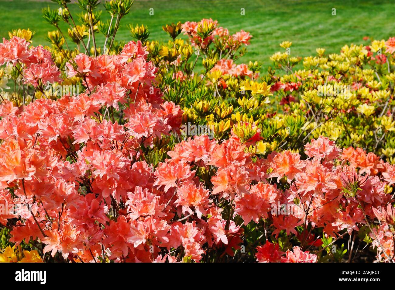 Bushes blooming rhododendron against the green lawn Stock Photo